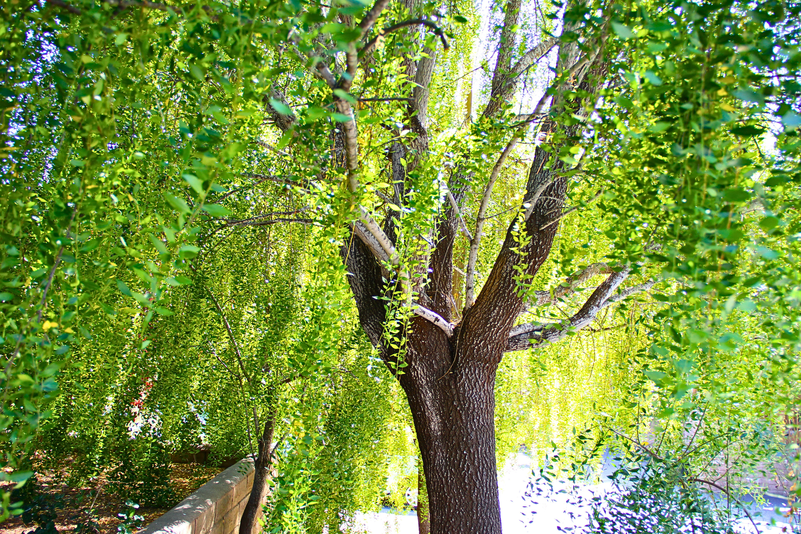 Nature Photography