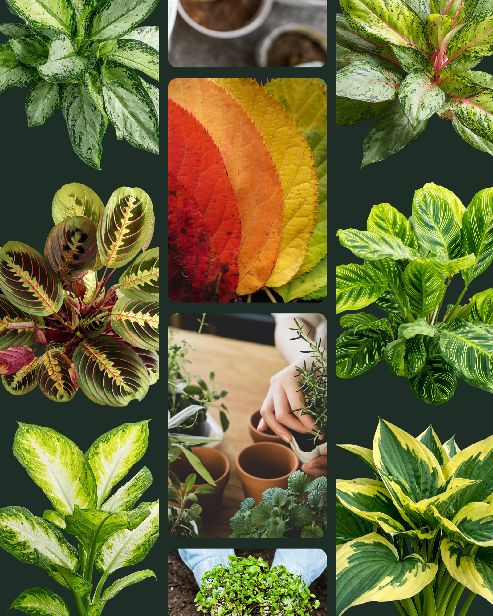Greenery & Planting