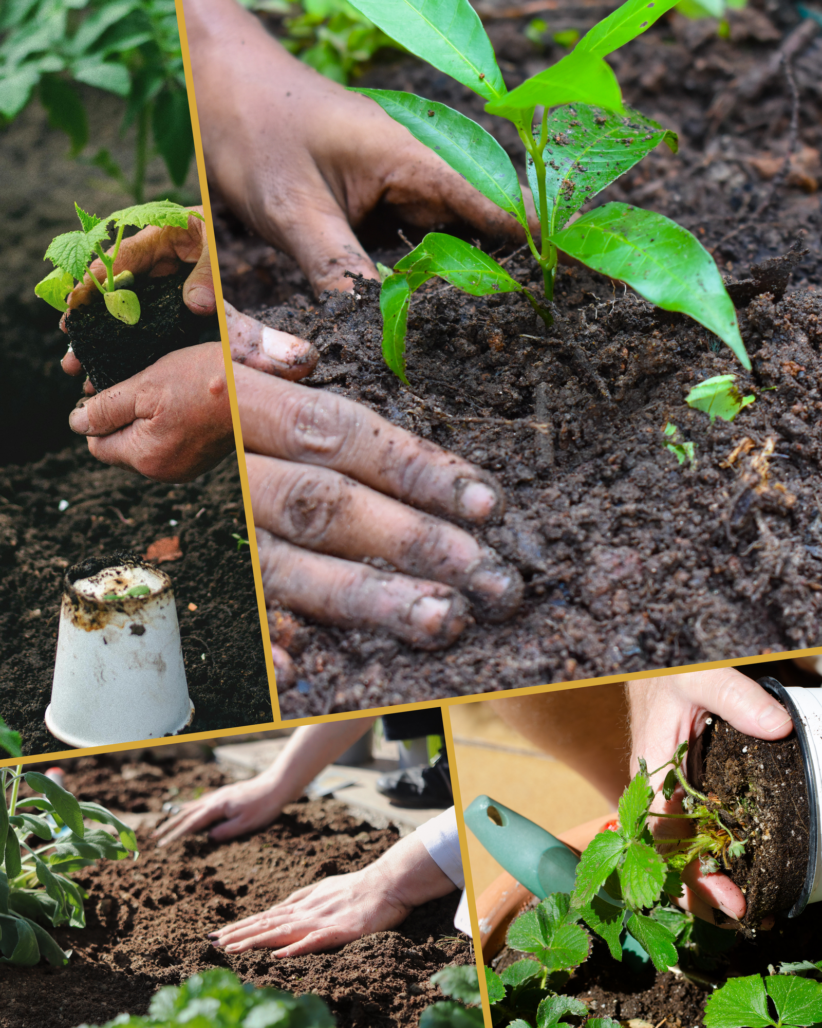 Greenery & Planting